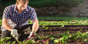 Farmer harvesting beetroot in the vegetable patch garden